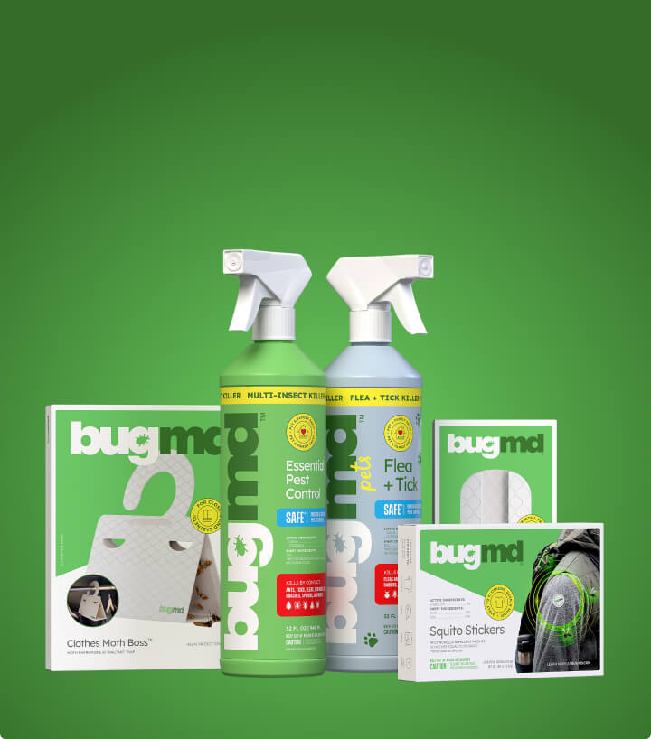 Reclaim Your Pest-Free Home